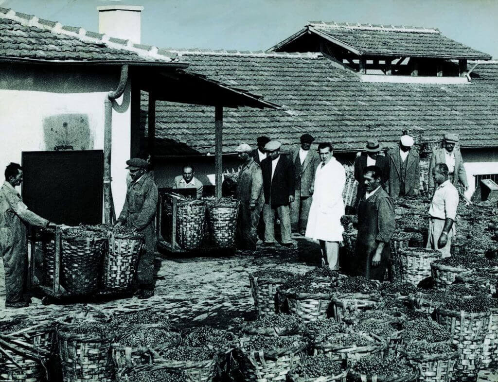 kavaklidere-weine-weinernte kavaklidere-weine-weinernte